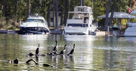 Toronto Islands has a cormorant problem. What’s being done to address it